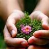 Hands holding fresh herbs and flowers, representing natural ingredients